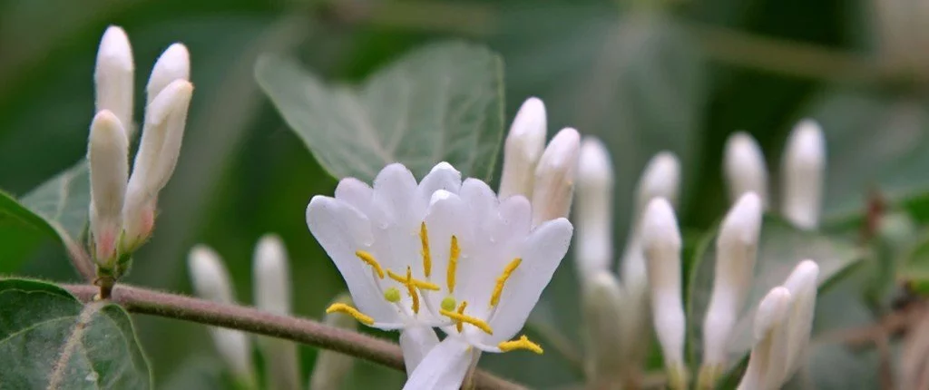 Bach Blüten Nr. 16 - Honeysuckle / Geissblatt