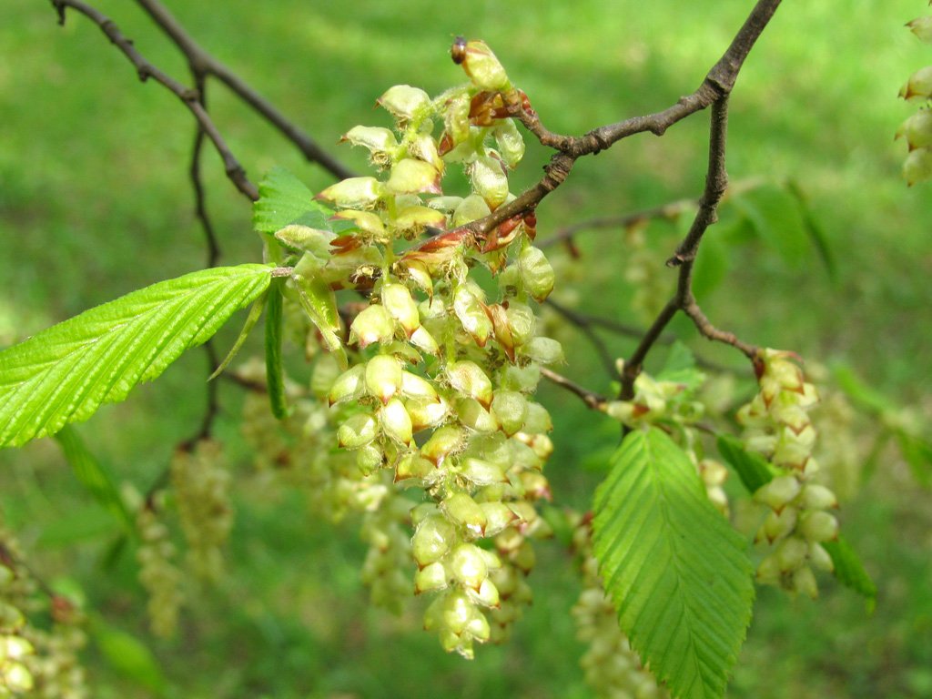 55+ Blüten Der Hainbuche, Die früchte sind sogenannte