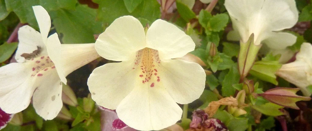 Bach Blüten Nr. 20 - Mimulus / Gefleckte Gauklerblume