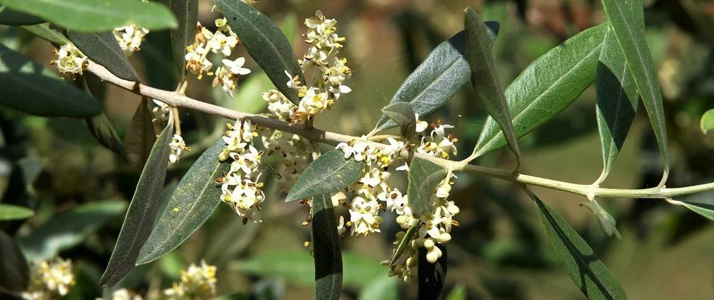 Bach Blüten Nr. 23 - Olive / Olive