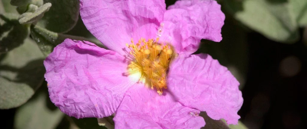 Bach Blüten Nr. 26 - Rock Rose / Gelbes Sonnenröschen