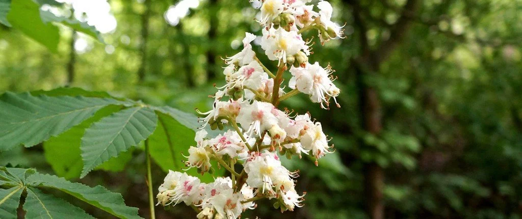 Bach Blüten Nr. 35 - White Chestnut / Rosskastanie