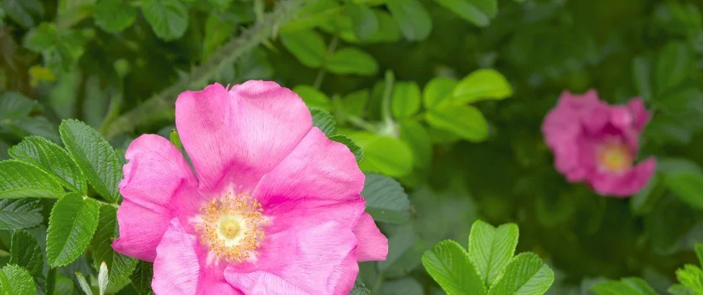 Bach Blüten Nr. 37 - Wild Rose / Heckenrose
