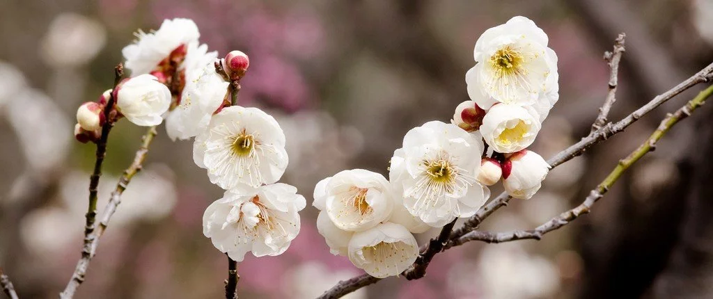 Bach Blüten Nr. 6 - Cherry Plum / Kirschpflaume