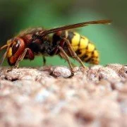 Bienengift – Medikamente
