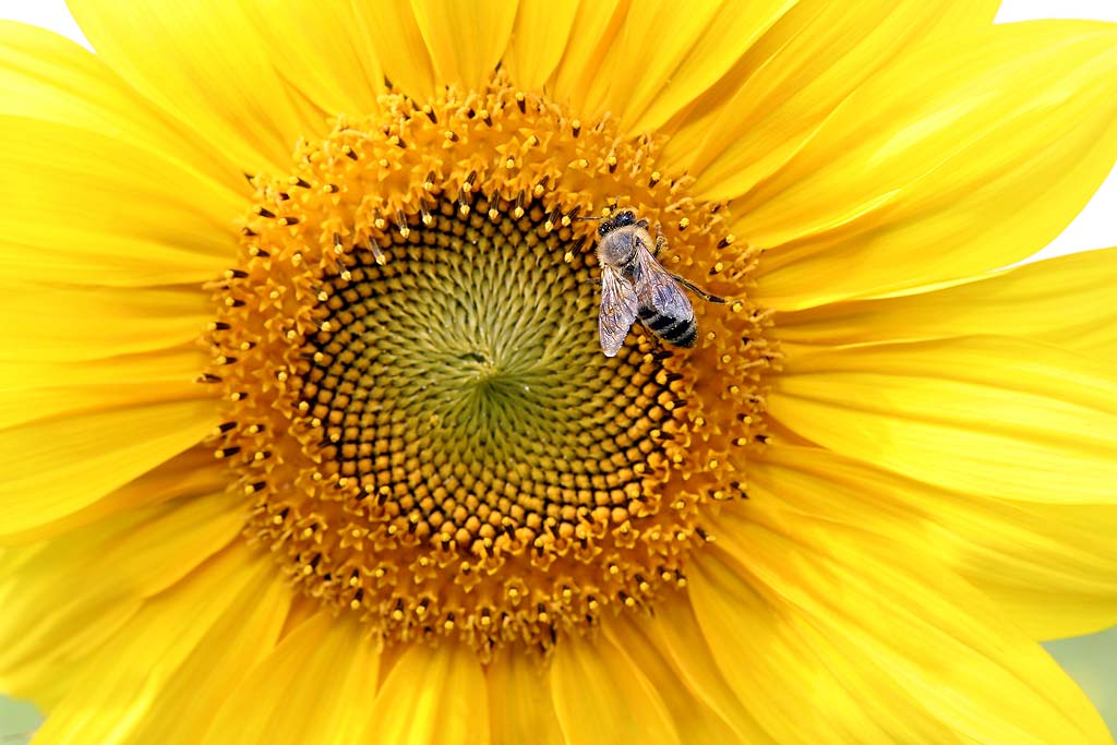 Bienenstichallergie - Individuelle Immuntherapie