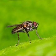 Borreliose kann auch von Mücken übertragen werden