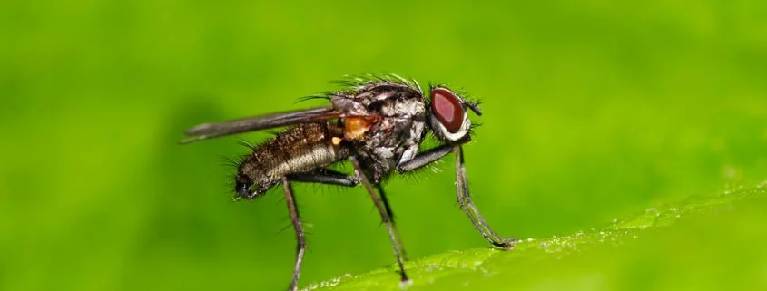 Borreliose kann auch von Mücken übertragen werden