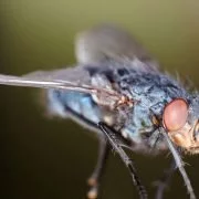 Droht Deutschland eine Stechmückenplage?