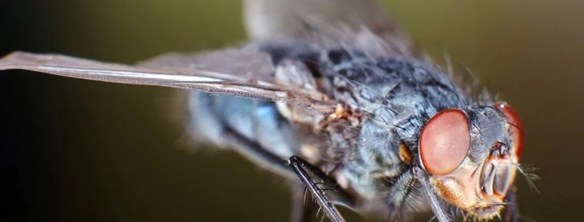 Droht Deutschland eine Stechmückenplage?