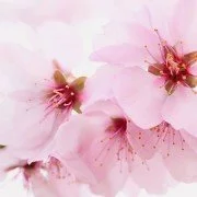 Die äußeren Bachblüten: Wirkung und Erklärung