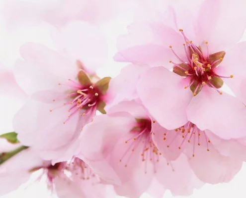 Die äußeren Bachblüten: Wirkung und Erklärung