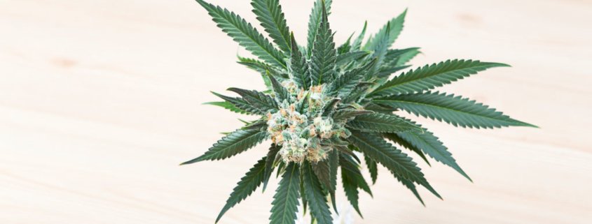 Die Cannabis Bilanz: Wundermittel oder nicht?