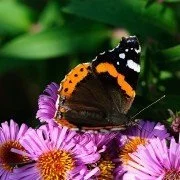 Frühlingsgefühle und Schmetterlinge im Bauch