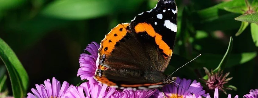 Frühlingsgefühle und Schmetterlinge im Bauch