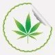 Hasch ohne ‚High‘ – Cannabis als Wunder-Medikament?