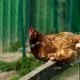 Hühner als Malaria-Schutz