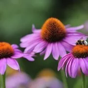 Hyposensibilisierung - Therapie für Allergiker