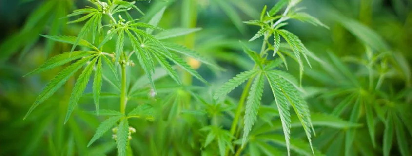 Kölner Gericht entscheidet für den Eigenanbau von Cannabis bei drei Schmerzpatienten