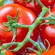 Kranke Tomaten werden von Hummeln bevorzugt