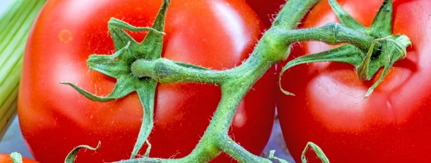 Kranke Tomaten werden von Hummeln bevorzugt