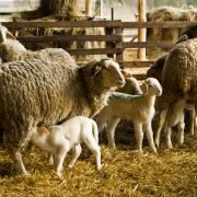 Lasst die Kinder auf den Bauernhof!