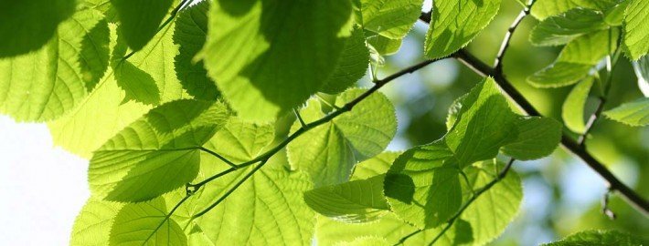 Lindenblüten - gegen Reizhusten