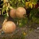 Mit Granatäpfeln Pilzinfektion bekämpfen