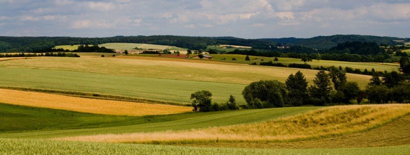 Neuer Infektionstypus durch Zeckenbiss entdeckt