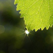 Pflanzen, die wir in der Wohnung haben sollten: Blattfahne