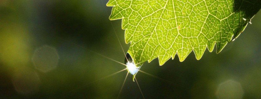 Pflanzen, die wir in der Wohnung haben sollten: Blattfahne