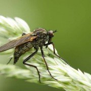 Tropische Plagegeister auf dem Vormarsch
