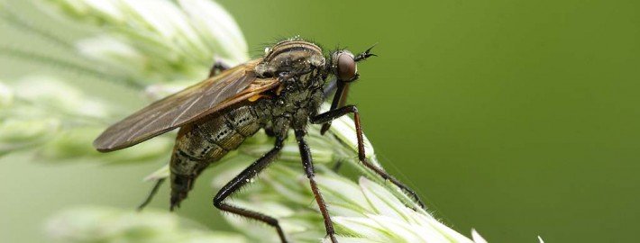 Tropische Plagegeister auf dem Vormarsch