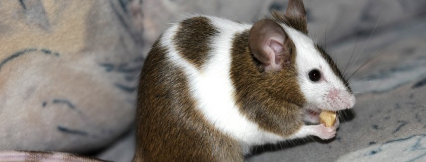 Warum steigen die Infektionen mit dem Hantavirus?