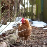 Was bringt eine nachhaltige Ernährung?