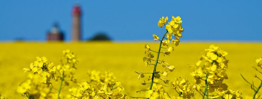 Wie effektiv sind Rapstherapien?