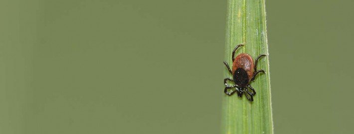 Zecken und was sie anrichten können