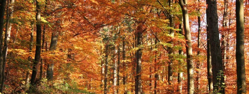 Fünf Tipps für gute Laune im Herbst