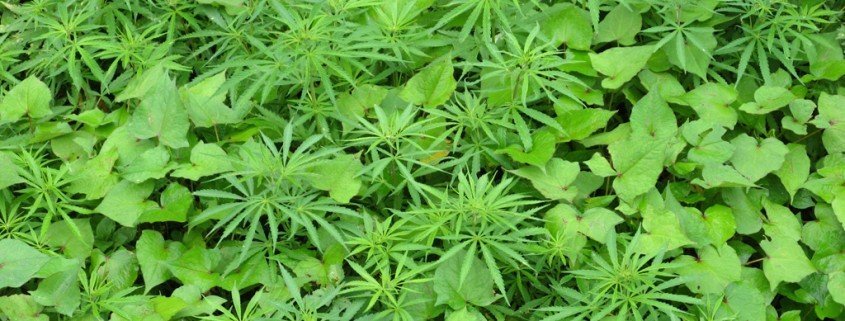 Cannabinoide