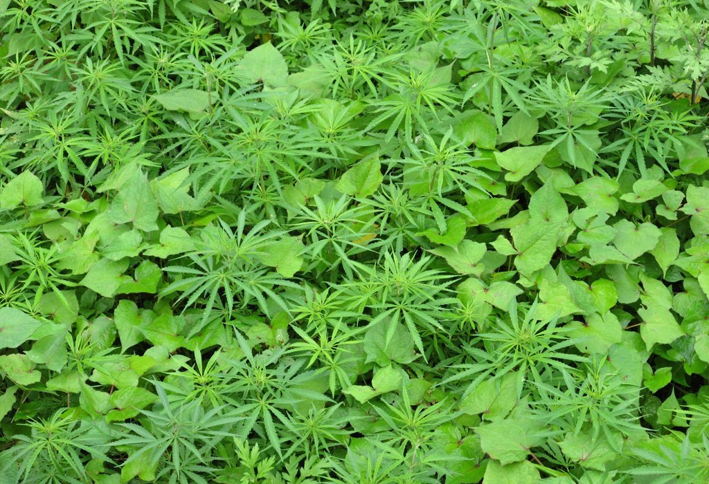 Cannabinoide