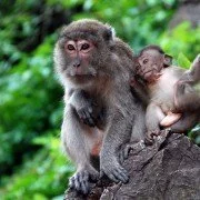 In China züchten Forscher autistische Affen
