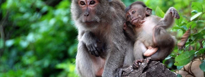In China züchten Forscher autistische Affen