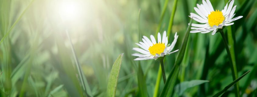 Der Frühling macht uns glücklich