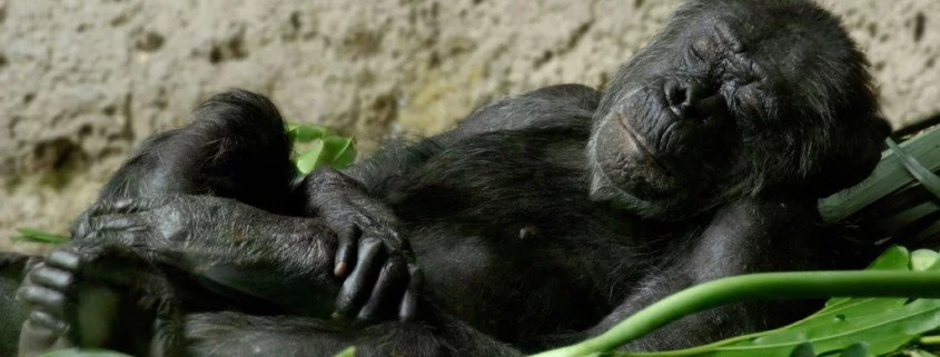 Schimpansen sprechen Fremdsprachen