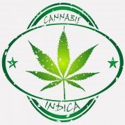 Cannabis: Langzeitfolgen mit schleichender Entwicklung