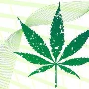 Cannabis - Risiken & Wirkung auf den Körper