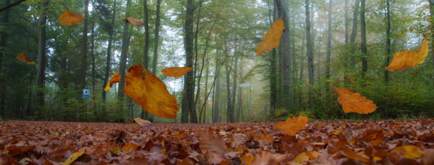 Genvariante verursacht Winterdepression und Schlafstörungen