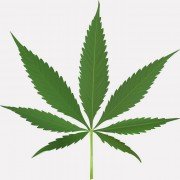 Gibt es eine Abhängigkeit von Cannabis?