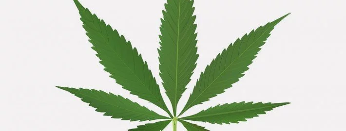 Gibt es eine Abhängigkeit von Cannabis?