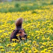 Katze oder Hund? Antwort verrät Charaktereigenschaften